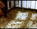 PDVD_145