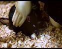 PDVD_150