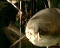 PDVD_300