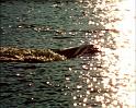 PDVD_600