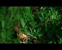 PDVD_1105