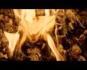PDVD_685