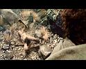 PDVD_164