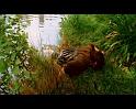 PDVD_018