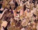PDVD_1988