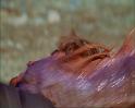 PDVD_2447