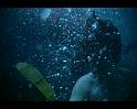 PDVD_385