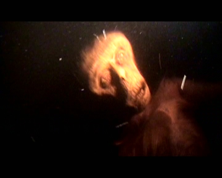 PDVD_418.jpg