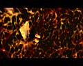 PDVD_1797