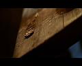 PDVD_1662