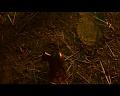 PDVD_702