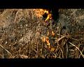 PDVD_694