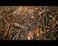 PDVD_695