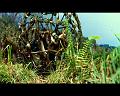 PDVD_700