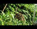 PDVD_725
