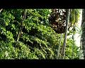 PDVD_726
