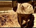 PDVD_288