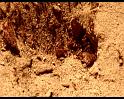 PDVD_622