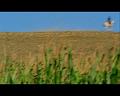 PDVD_1474