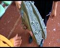 PDVD_2082