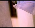 PDVD_244