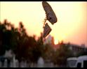PDVD_607