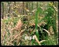 PDVD_206