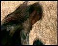 PDVD_235