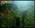 PDVD_409