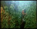 PDVD_410