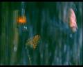 PDVD_1488