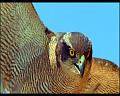 PDVD_479