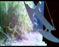 PDVD_697