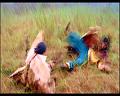 PDVD_863