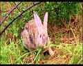 PDVD_866