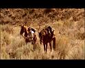 PDVD_424