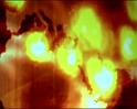 PDVD_2042