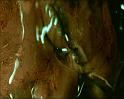 PDVD_1299