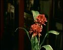 PDVD_1498