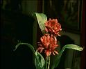 PDVD_1499