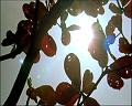 PDVD_690