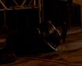 PDVD_795