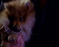 PDVD_223